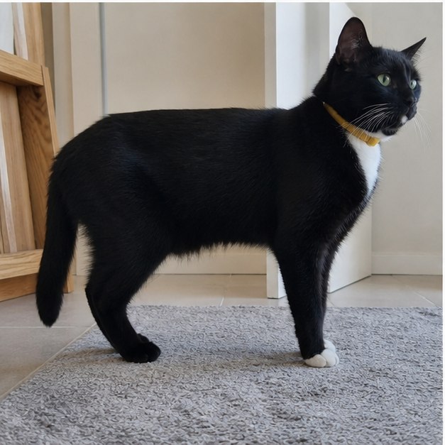 Foto de Milo