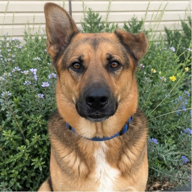 Nala, foto 1 de 2