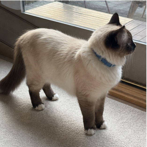 Simba, foto 1 de 2