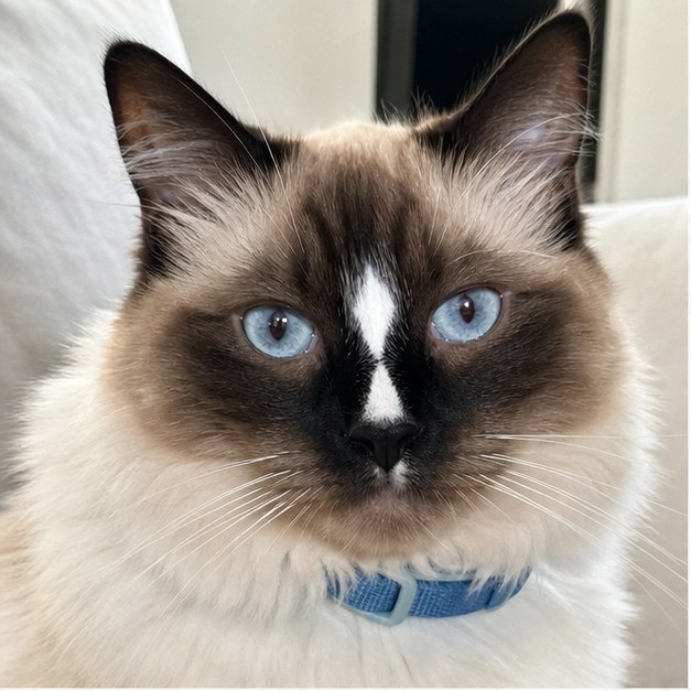 Foto de Simba